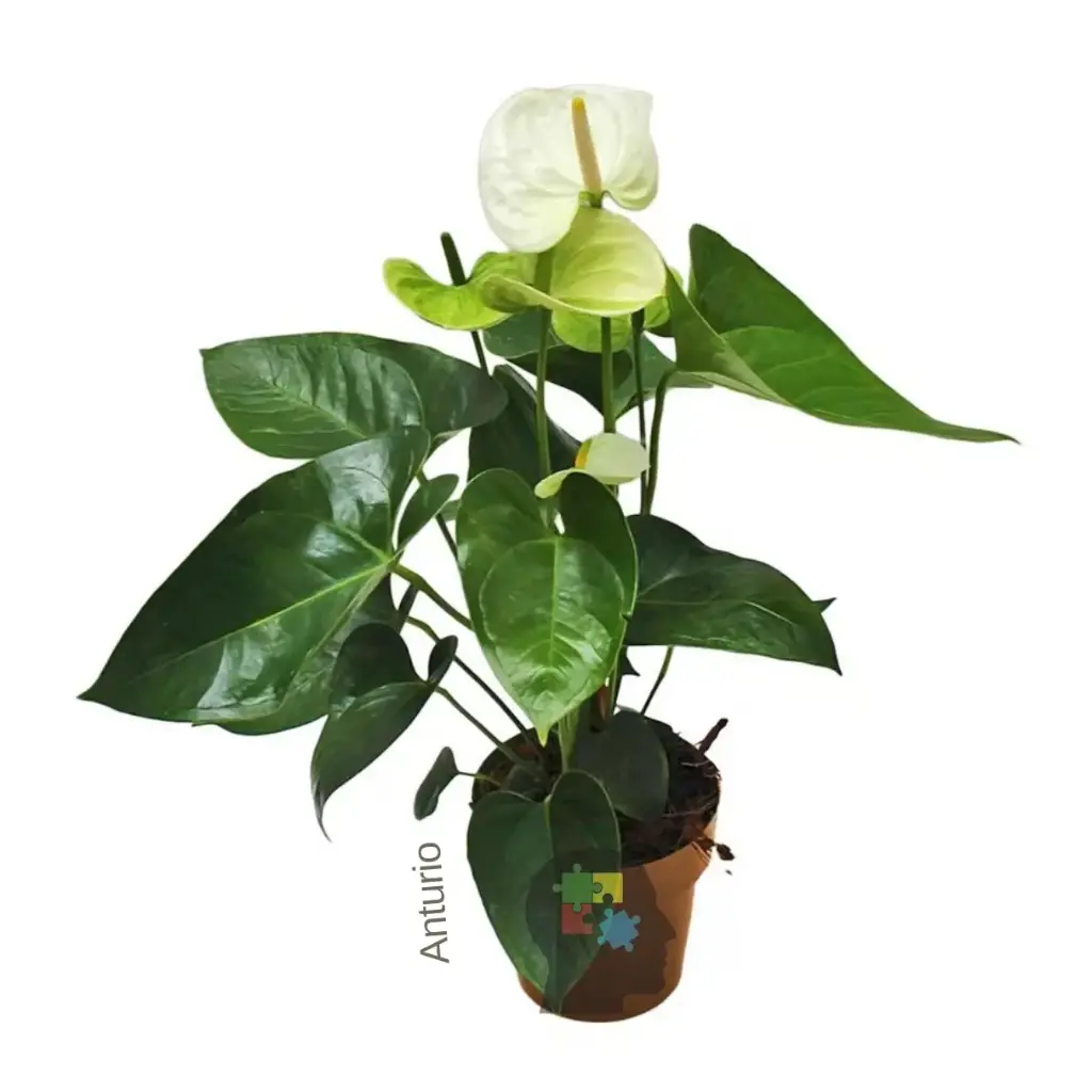 Anturio blanco (Anthurium andraeanum)