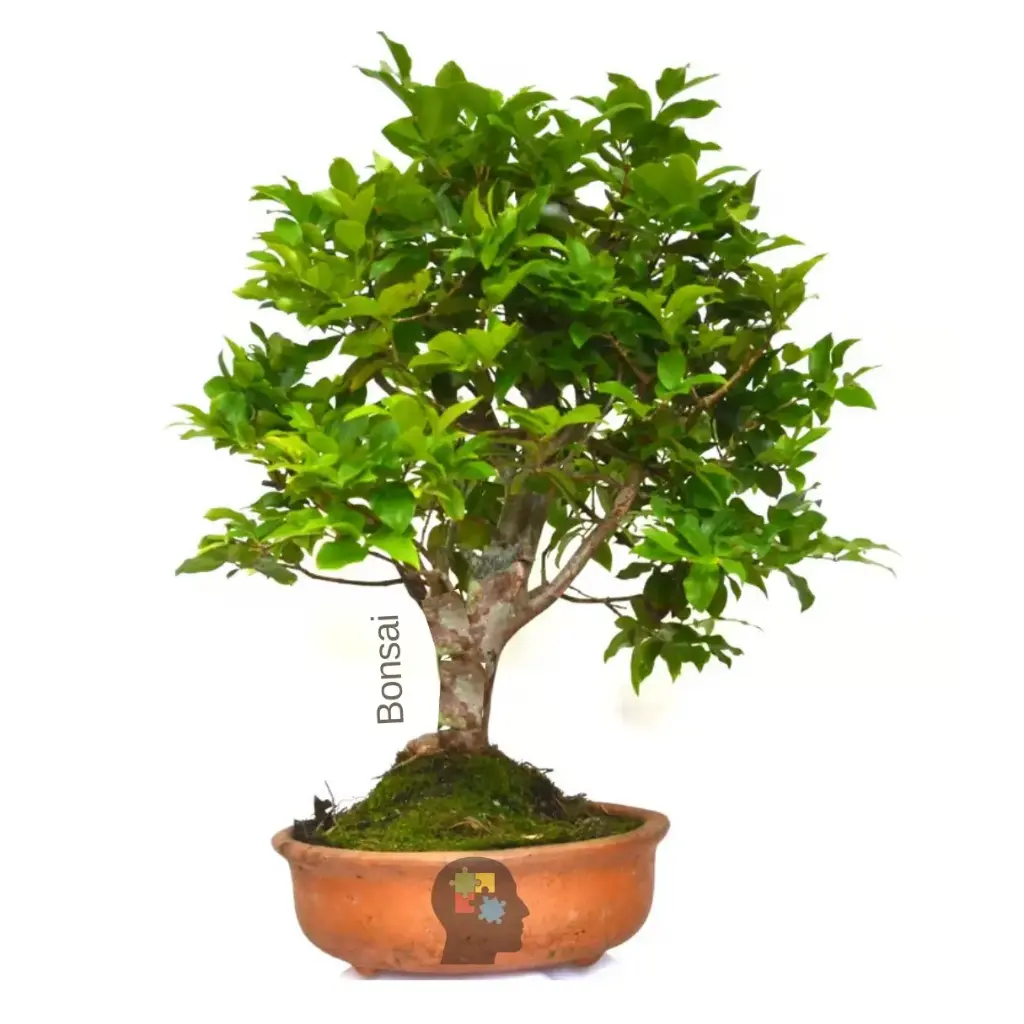 Jaboticaba (Plinia cauliflora)