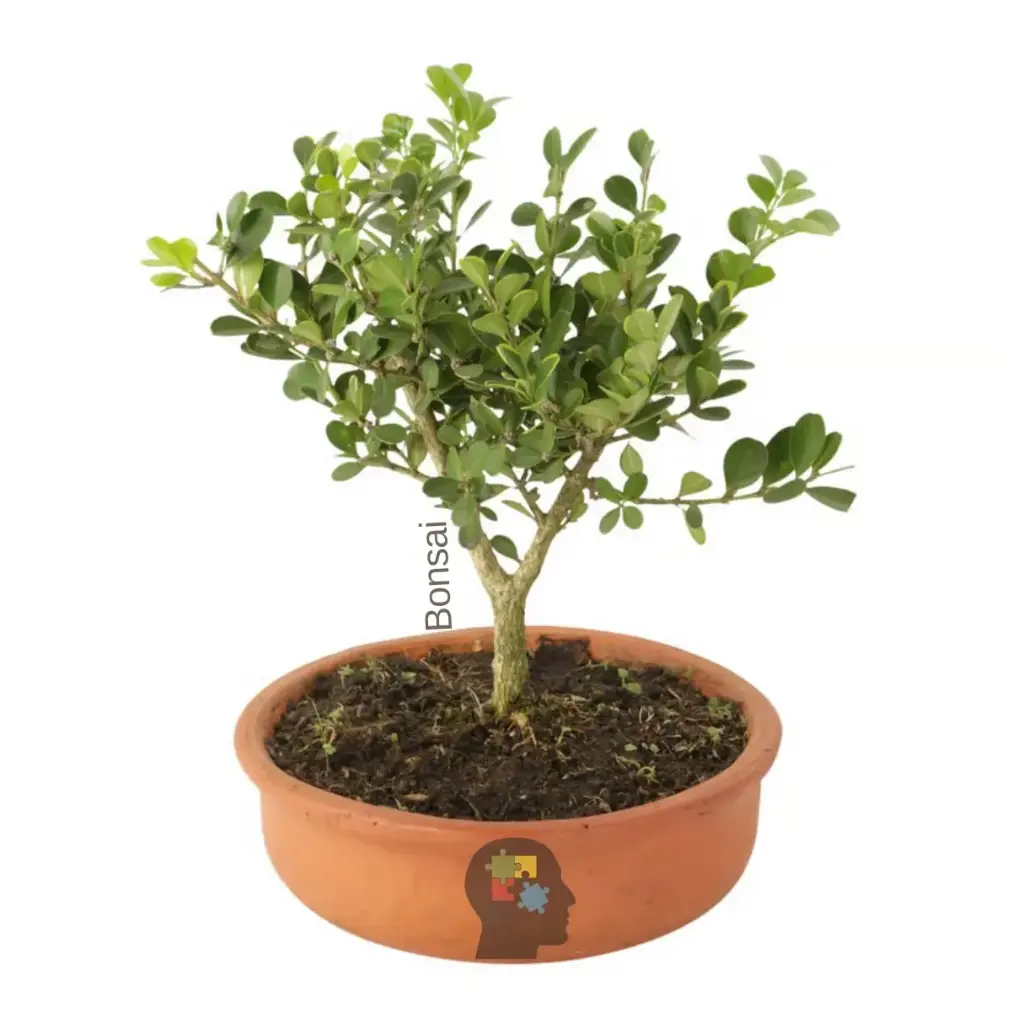 Boj japones (Buxus microphylla)