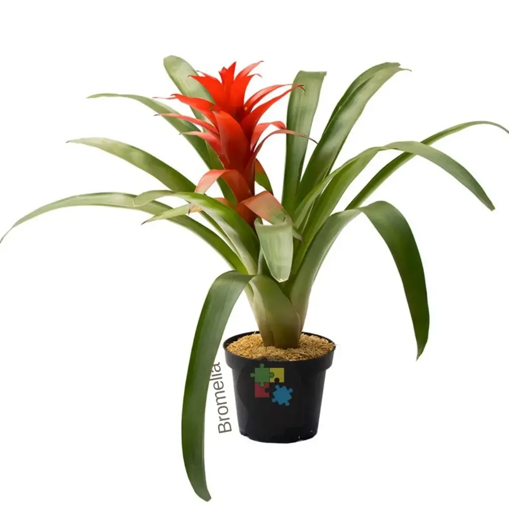 Bromelia roja (Guzmania lingulata)