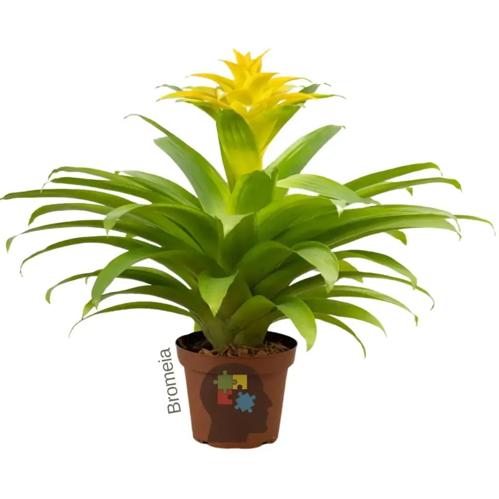 Brimelia amarilla (Guzmania lingulata)