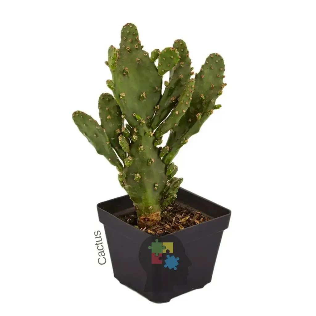 Cactus nopal (Opuntia ficus-indica)