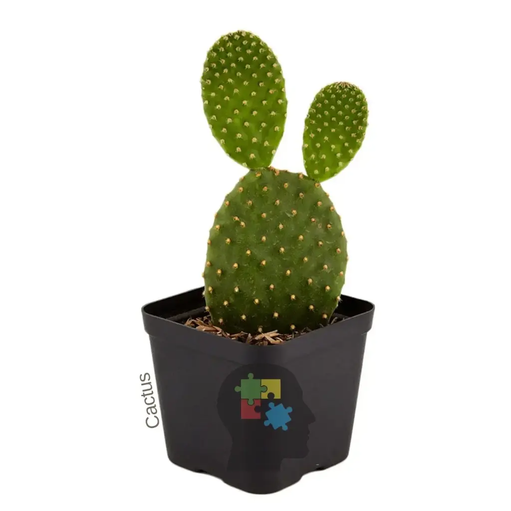 Cactus orejas de conejo (Opuntia microdasys)