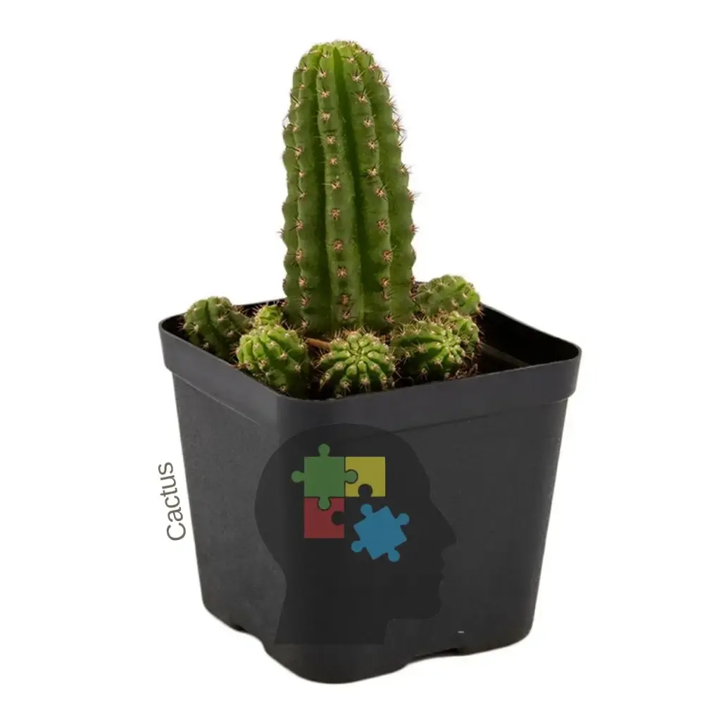 Cactus de san pedro (Echinopsis pachanoi)