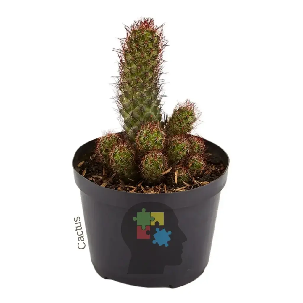 Cactus dedo de dama (Mammillaria elongata).