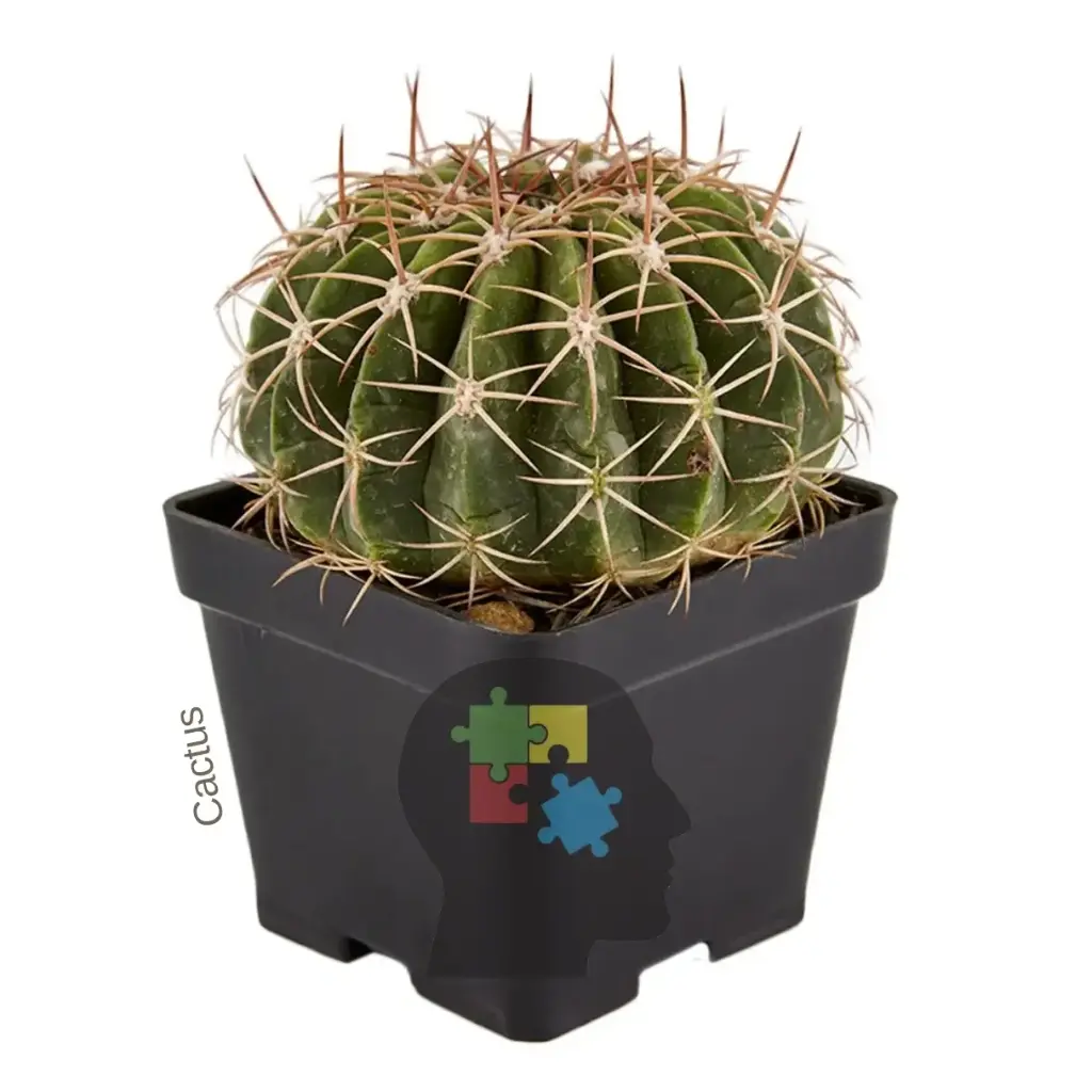 Cactus bola de oro (Melocactus curvispinus)