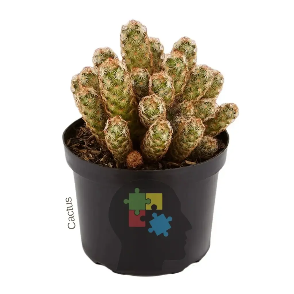 Cactus dedos de dama (Mammillaria elongata)