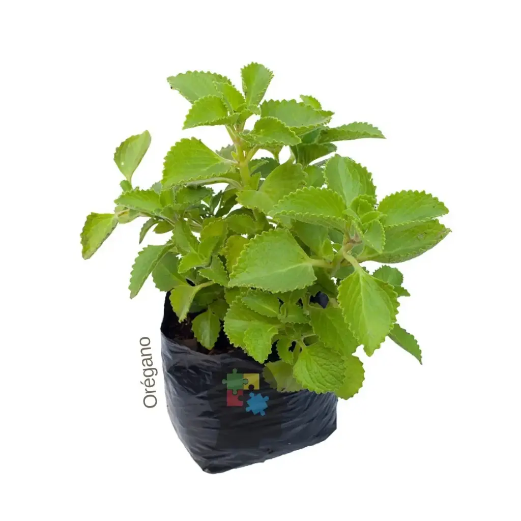 Oregano Orejon (Plectranthus amboinicus)