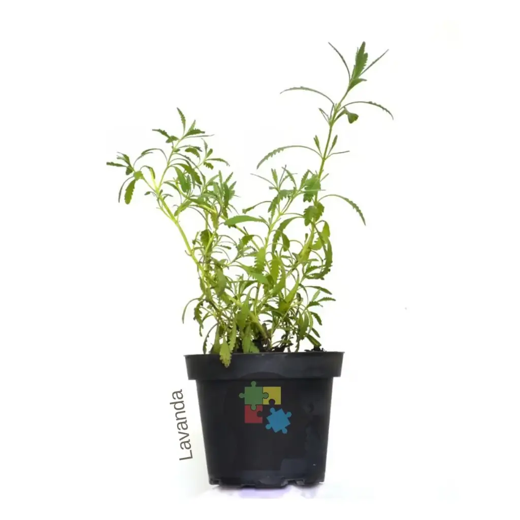 Lavanda (Lavandula dentata)