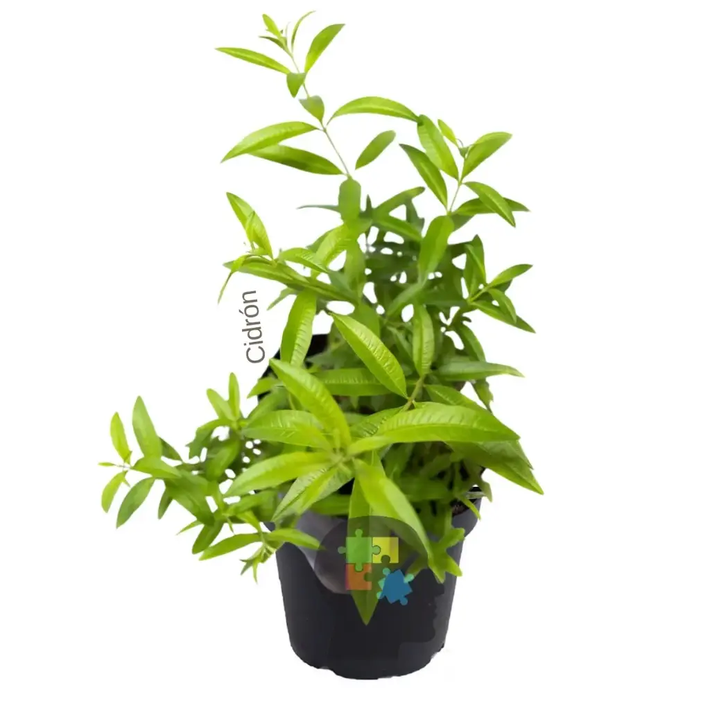 Cidrón (Aloysia citriodora)