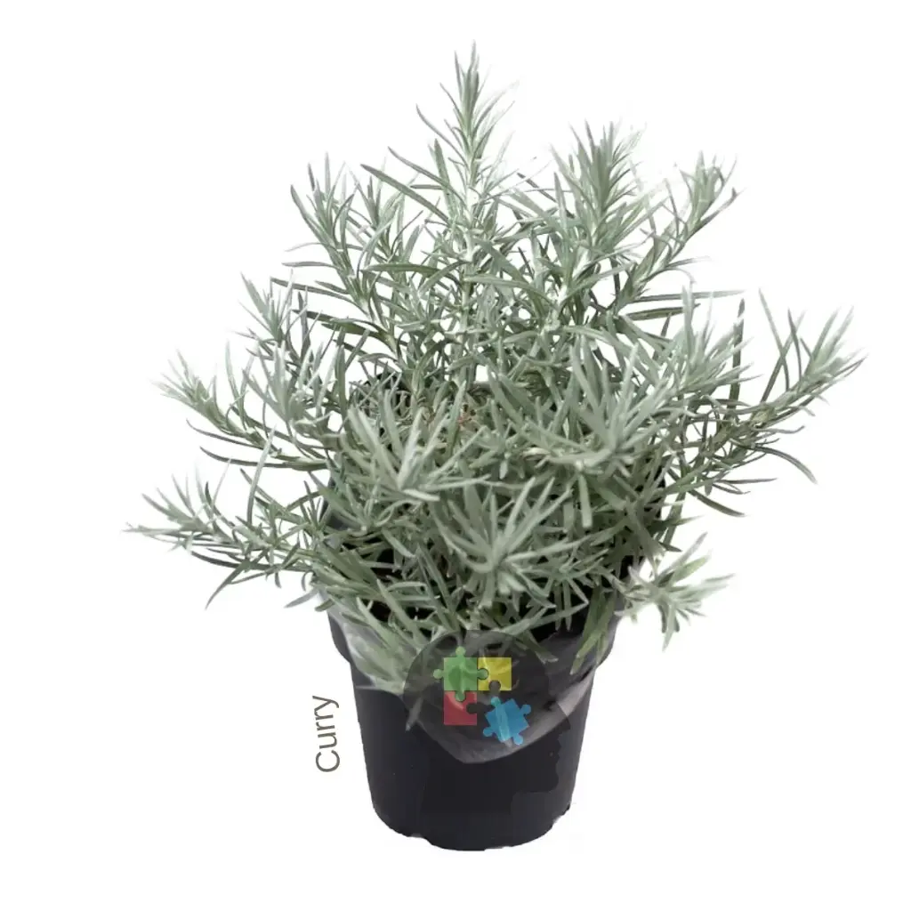 Curry (Helichrysum italicum)