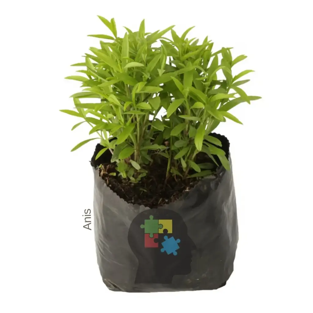 Anis (Pimpinella Anisum)