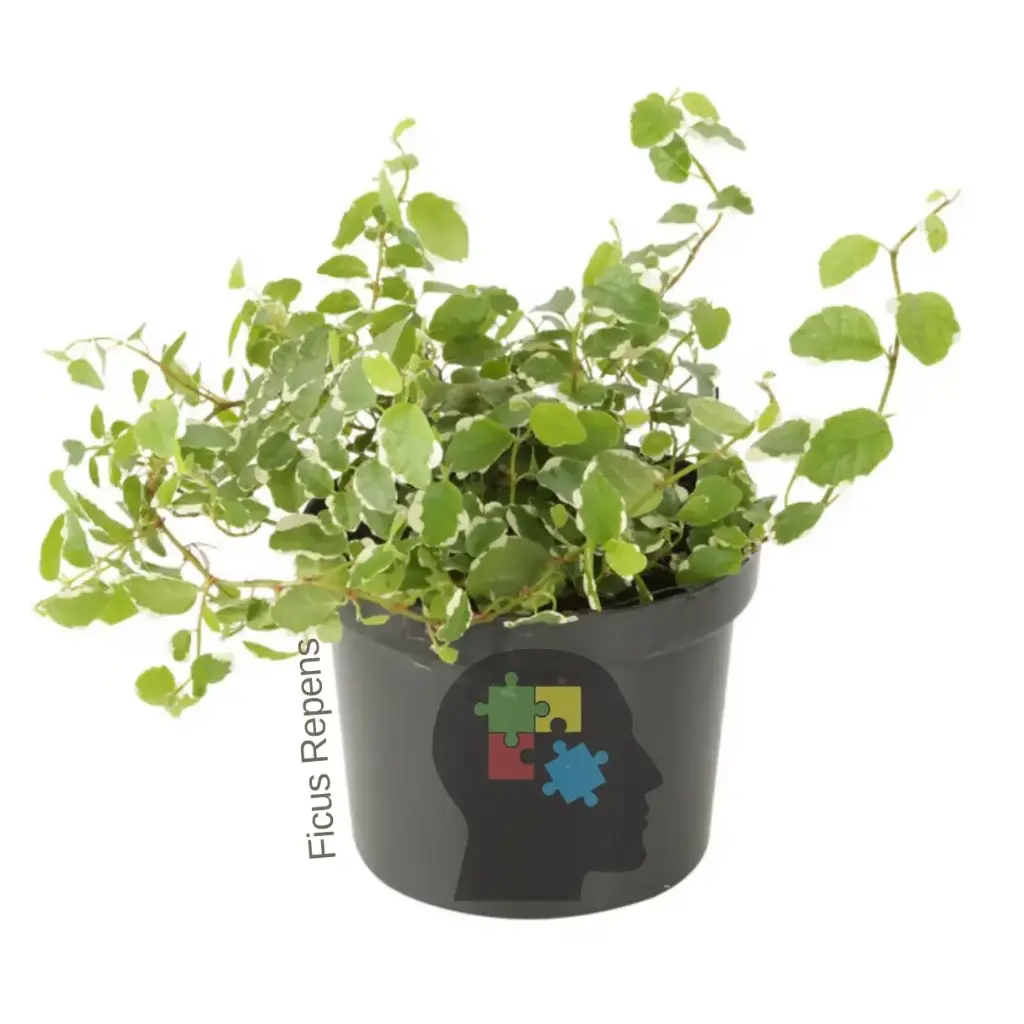 Ficus rastrero (Ficus repens)