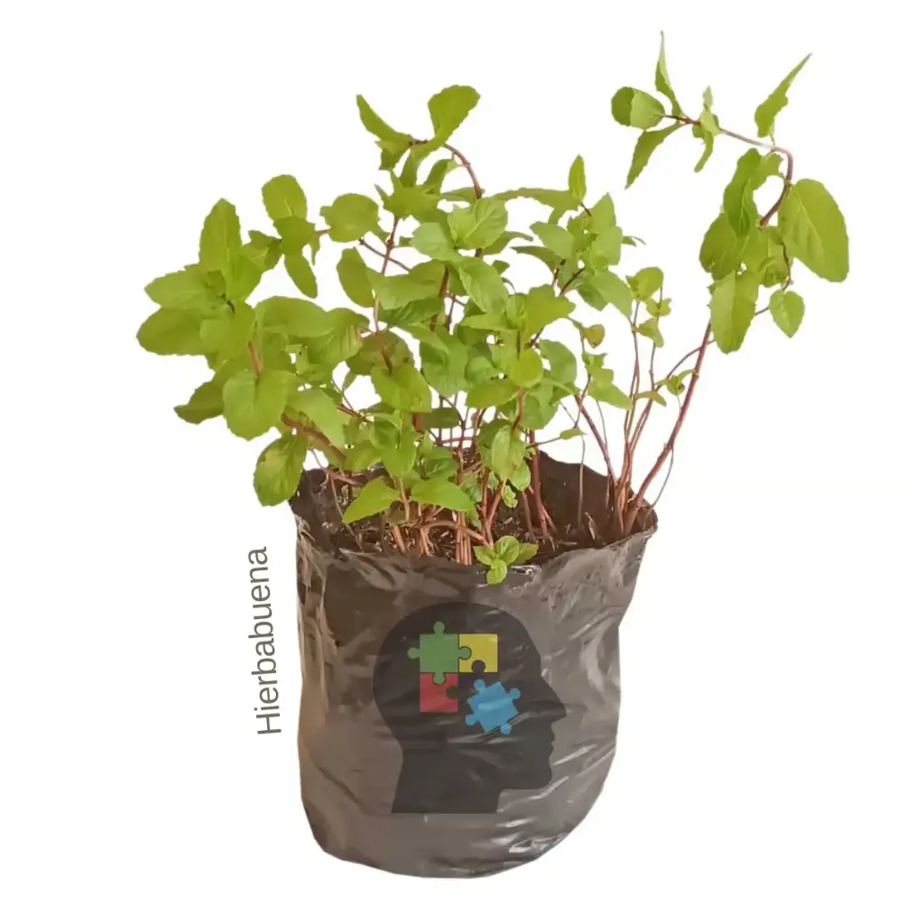 Hiernabuena (Mentha spicata)