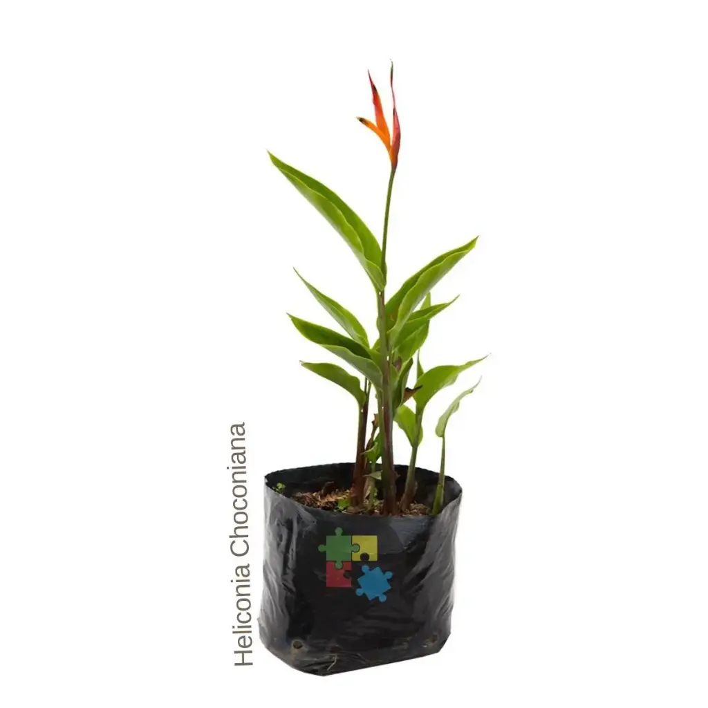 Falsa ave del paraiso (Heliconia psittacorum 'Choconiana)