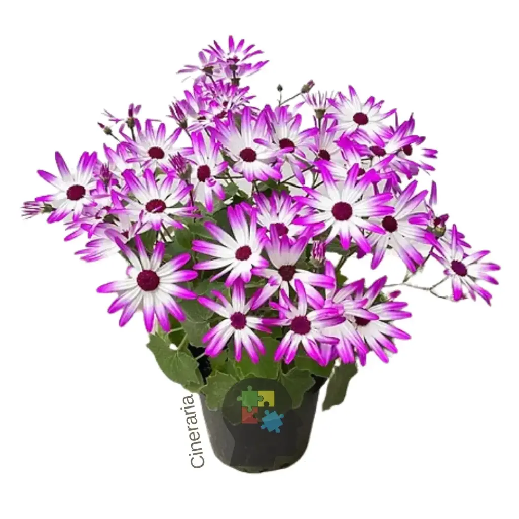Cineraria (Pericallis × hybrida)