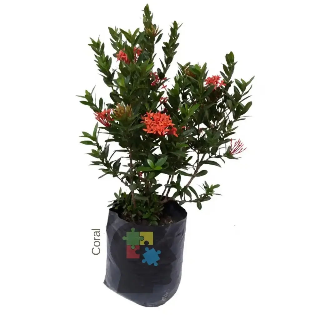 Coral (Ixora coccinea)