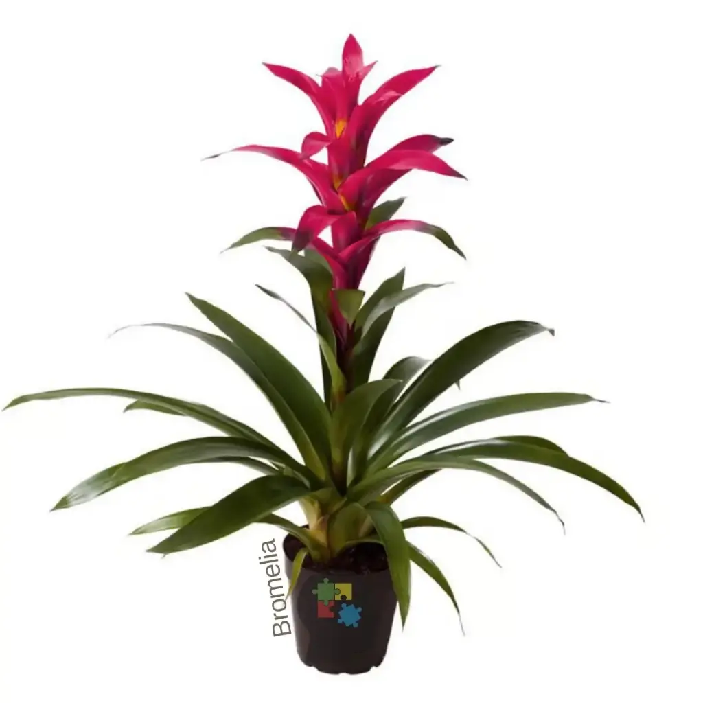 Bromelia fucsia (Guzmania lingulata)