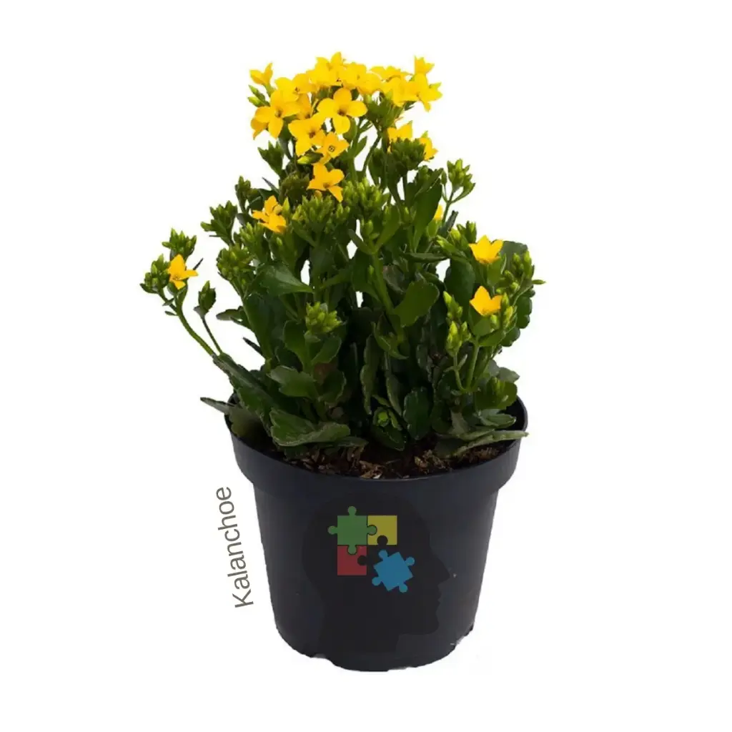 Kalanchoe (Kalanchoe blossfeldiana)