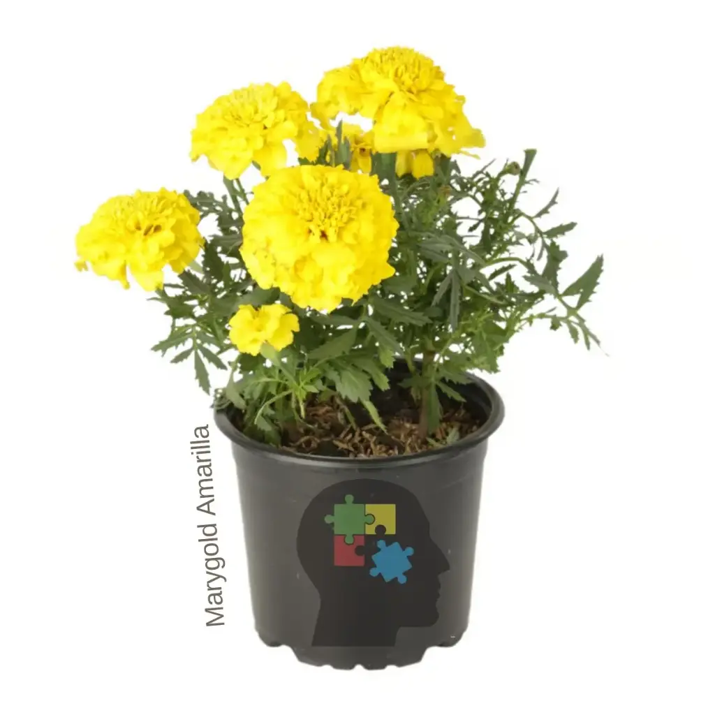 Marigold (Tagetes erecta)