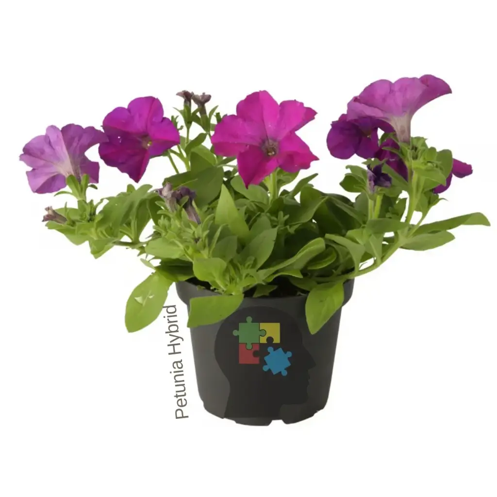 petunia híbrida (Petunia x hybrida)