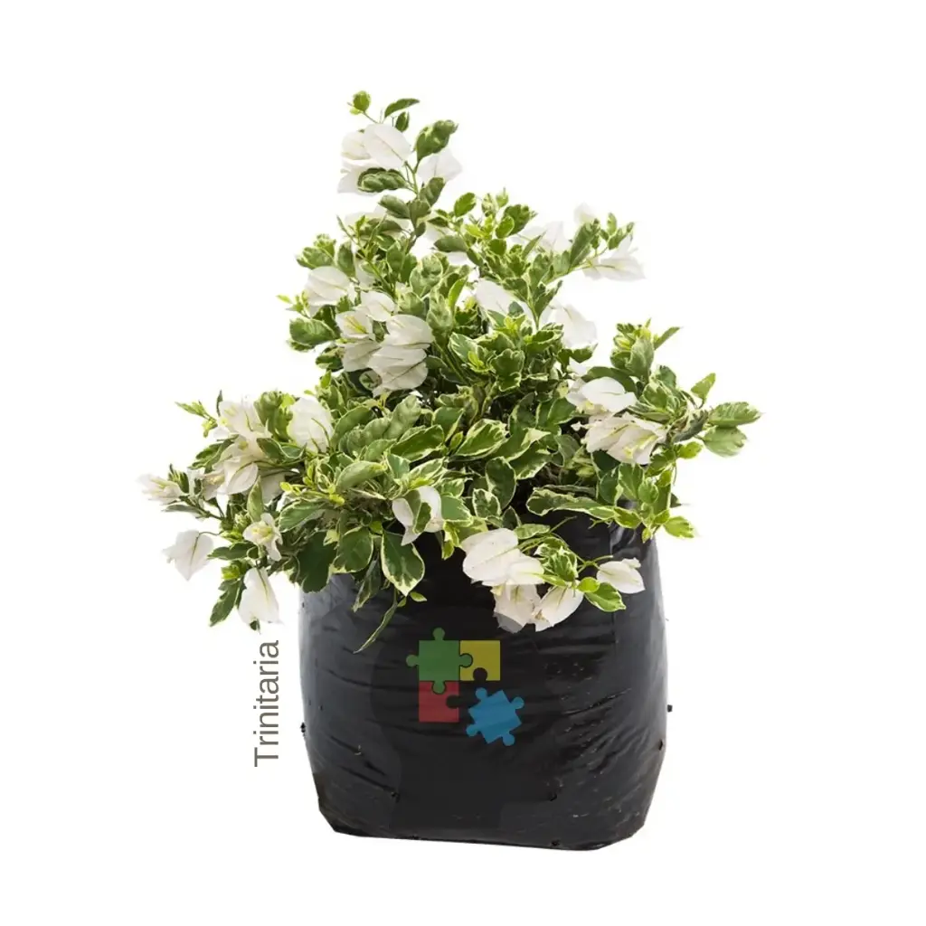 veranera (buganvilia abigarrada)