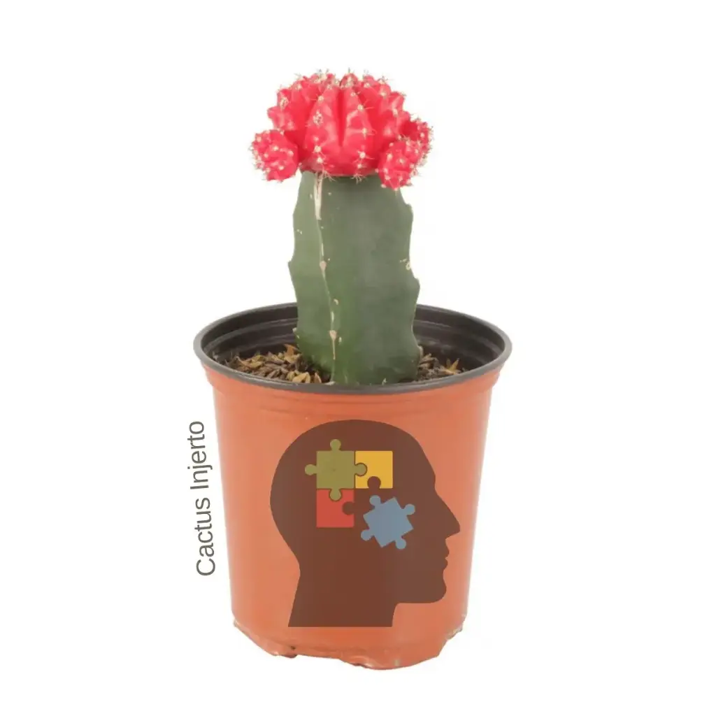 Cactus injerto (Gymnocalycium mihanovichii)