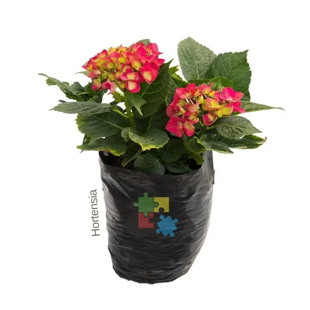 Hortensia (Hydrangea macrophylla)