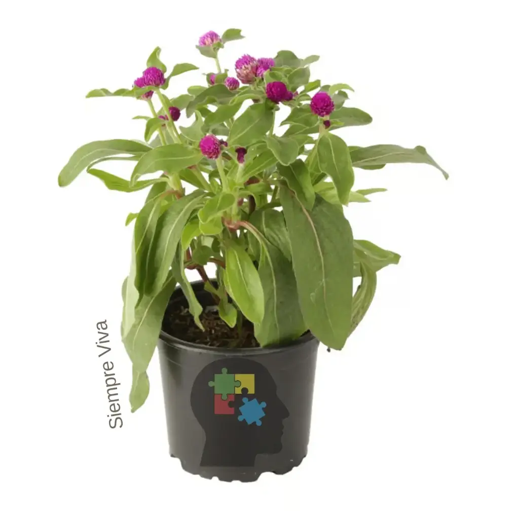 Siempreviva (Gomphrena globosa)