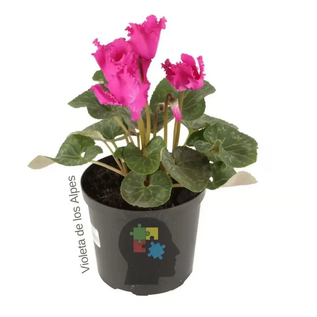 Violeta de los alpes (Cyclamen Persicum)