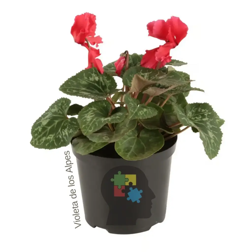 Violeta de los alpes (Cyclamen Persicum)