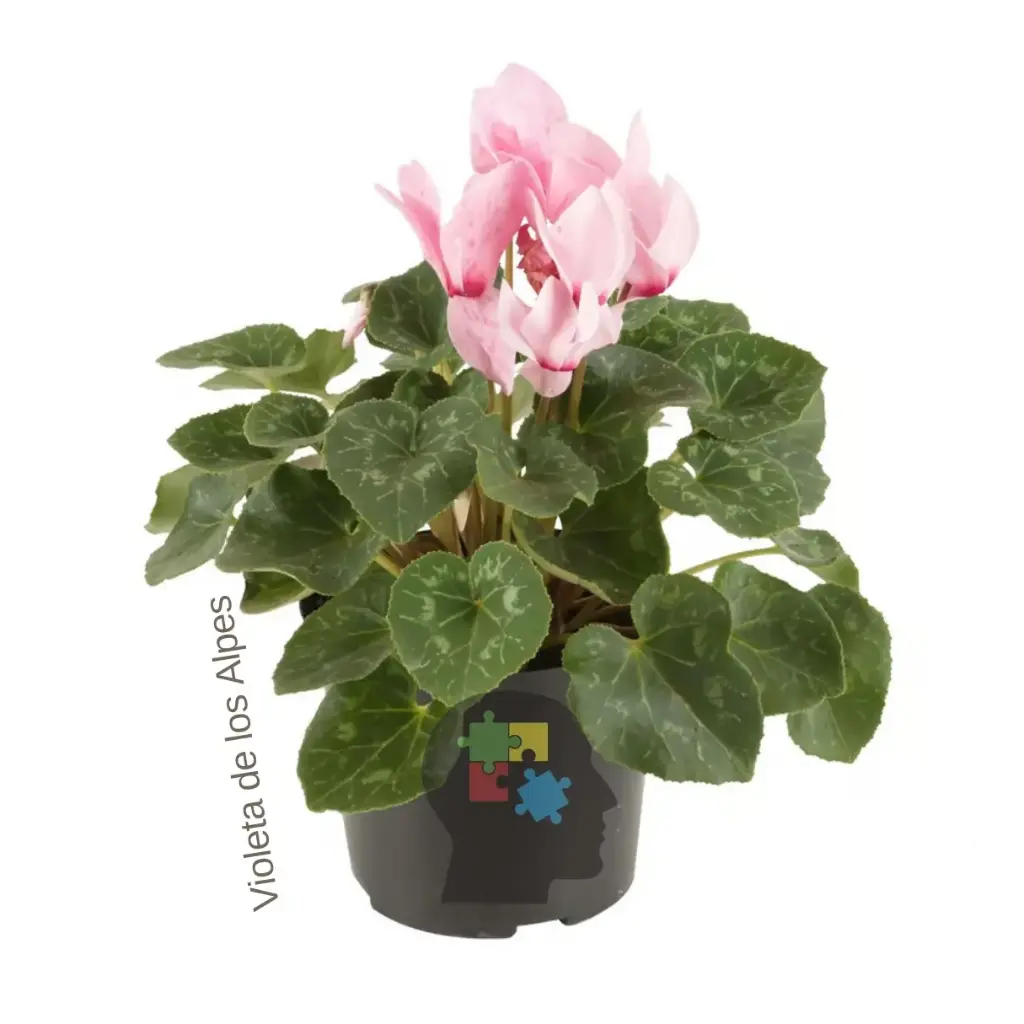 Violeta de los alpes (Cyclamen Persicum)