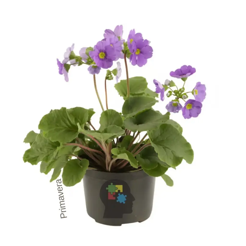prímavera (Primula obconica)