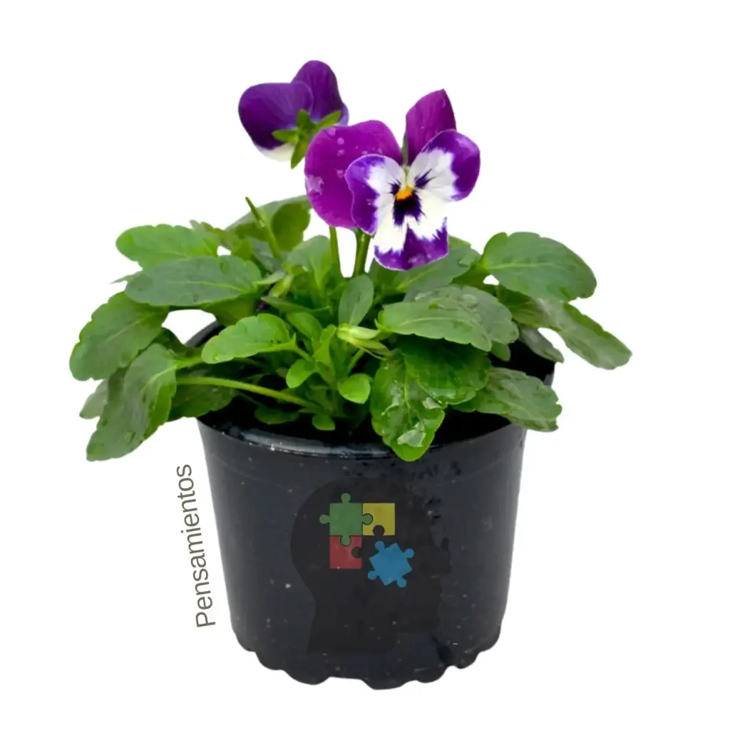 pensamientos (Viola × wittrockiana)