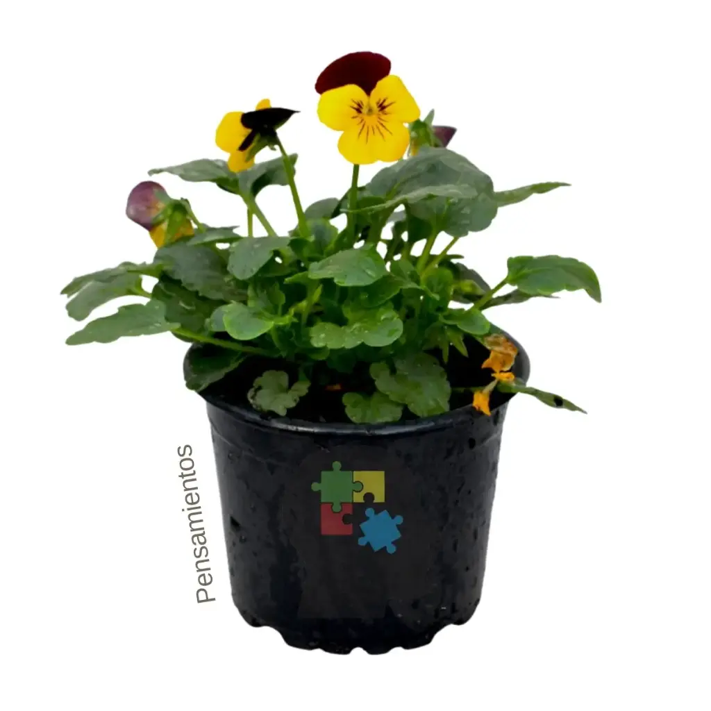 Pensamientos ( Viola x wittrockiana)