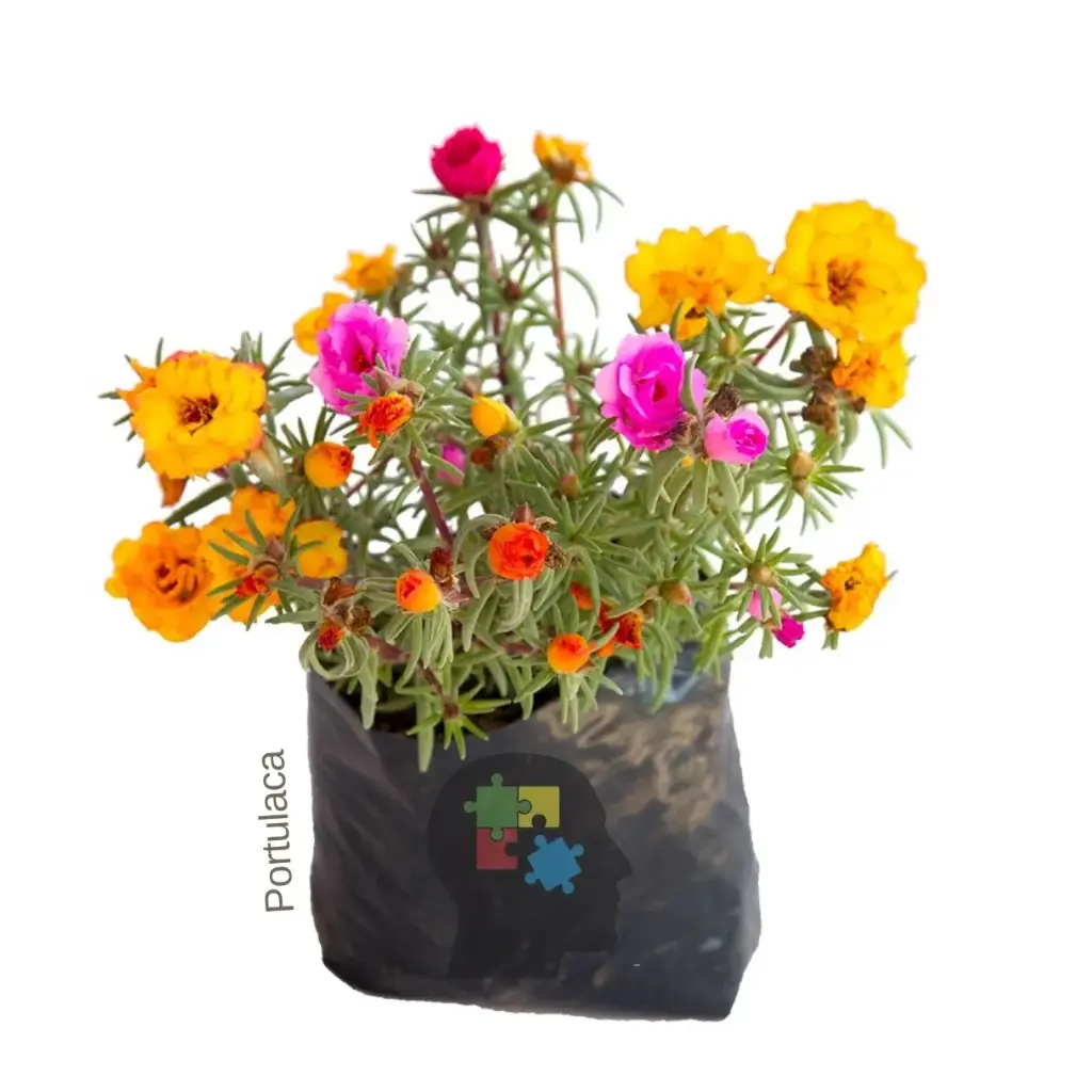 Portulaca (Portulaca grandiflora)