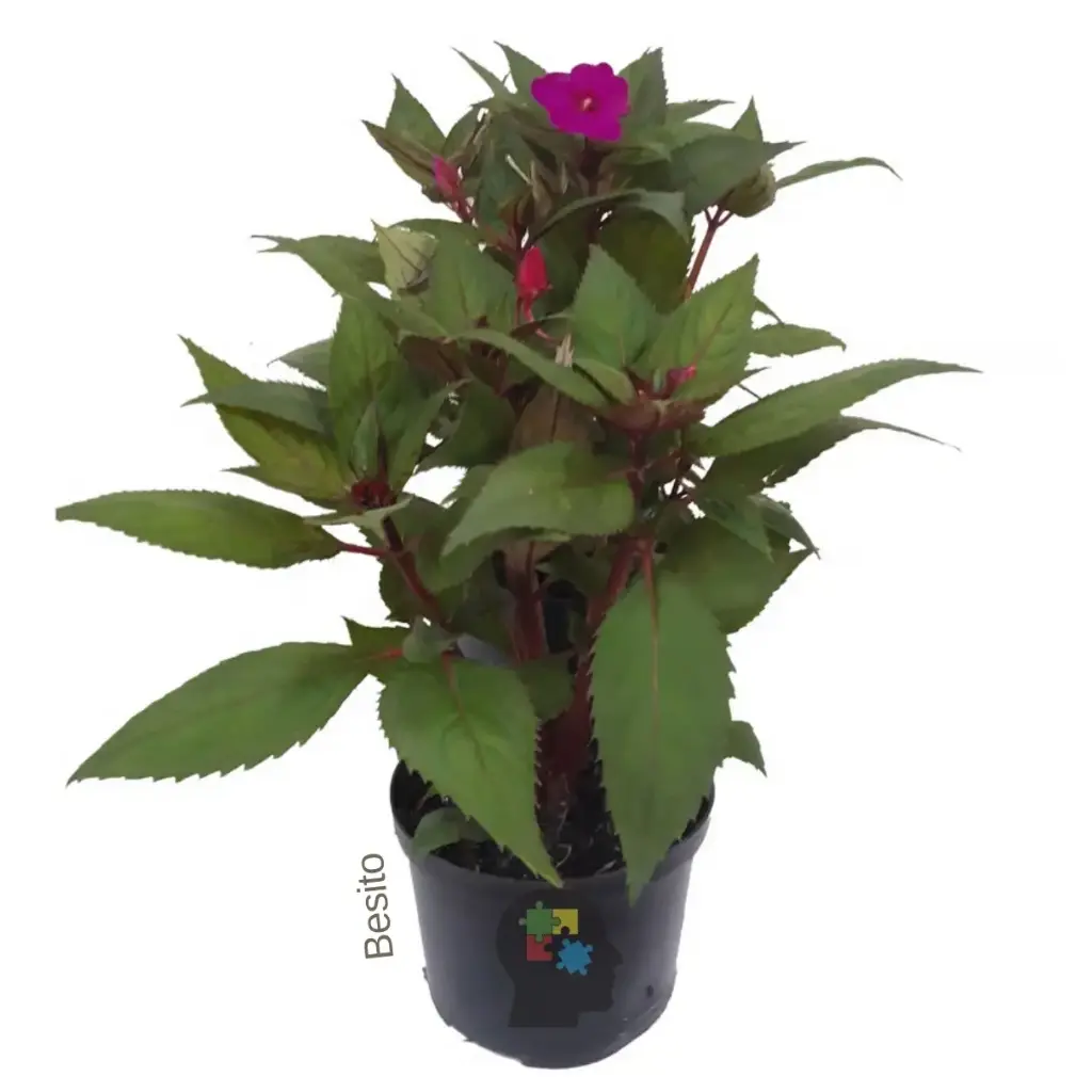Besito (Impatiens hawkeri)
