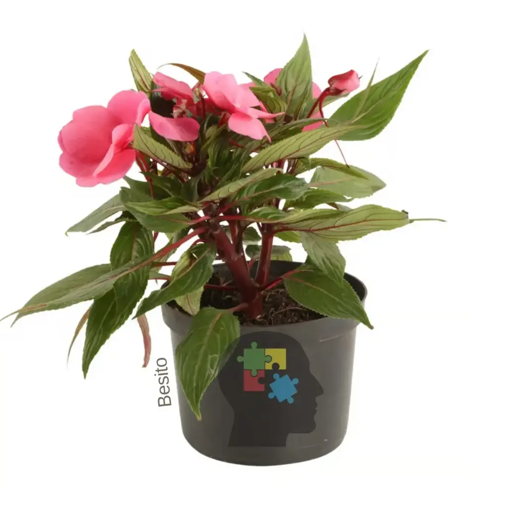 Besito (Impatiens Hawkeri)