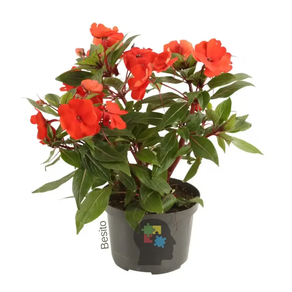 Besito (Impatiens Hawkeri)