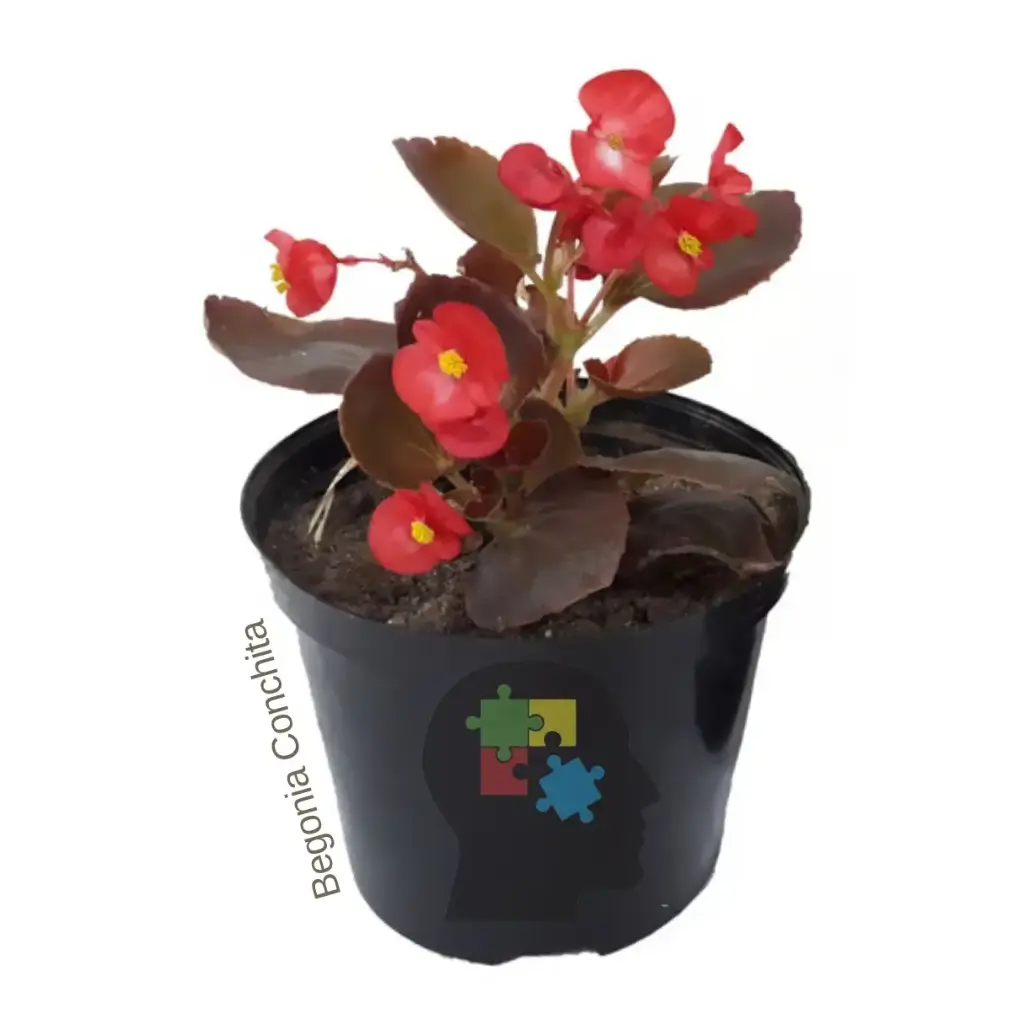 Begonia (Begonia semperflorens)