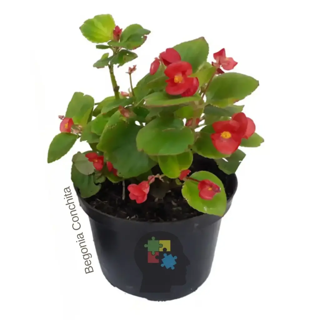 Begonia (Begonia semperflorens)