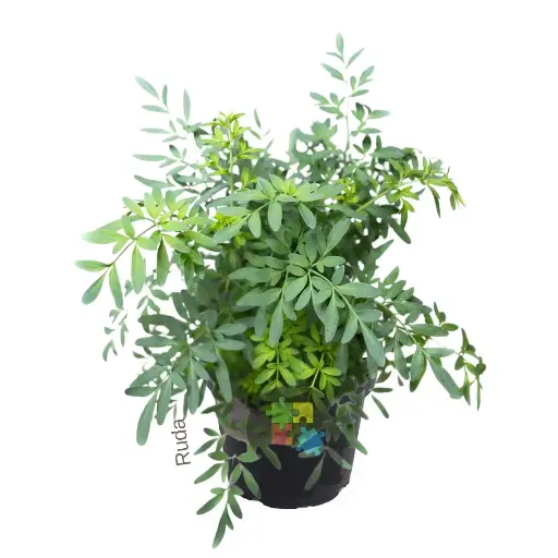 [76] Ruda (Ruta graveolens)