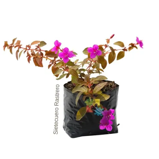 Sietecuero rastrero (Centradenia floribunda)