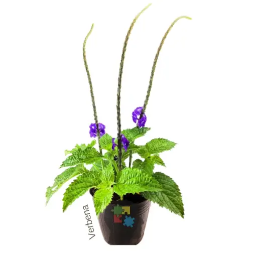 verbena azul (Stachytarpheta jamaicensis)