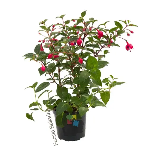 Bailarina (Fuchsia Magellanica)