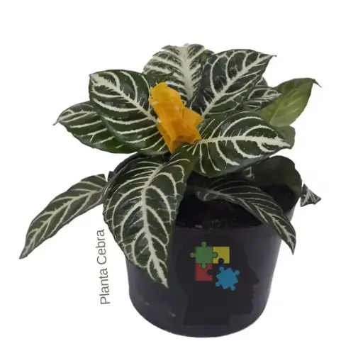 Cebra (Aphelandra squarrosa)