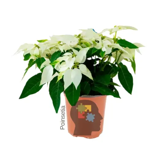 poinsettia blanca (Euphorbia pulcherrima)