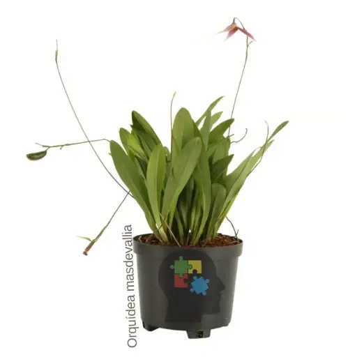 Masdevallia (Masdevallia floribunda)