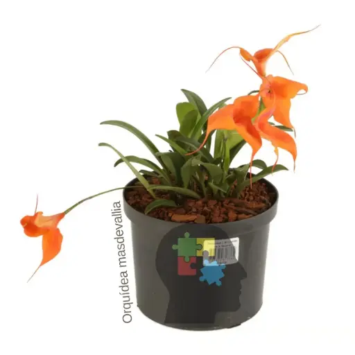 Masdevallia (Masdevallia veitchiana)