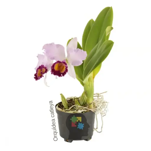 Cattleya (cattleya dinard)